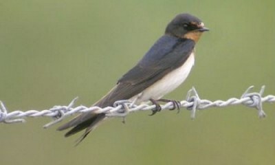 xelidoni-500x300_400